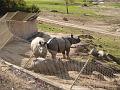 We Three Rhinos under the fence